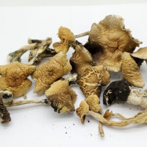 Amazonian mushroom