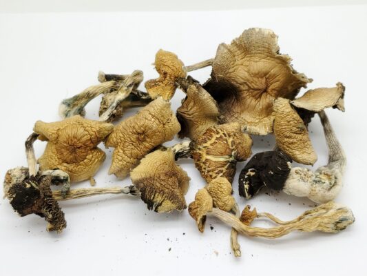 Amazonian mushroom