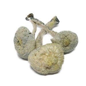 Albino A+
