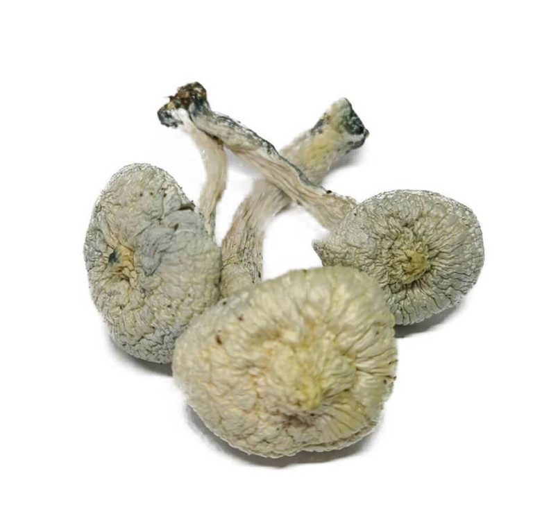 Albino A+