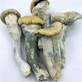 Penis Envy