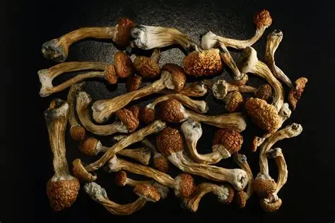 Golden Teacher