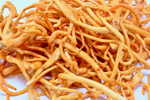 Cordyceps